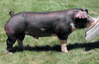 poland china hog origin